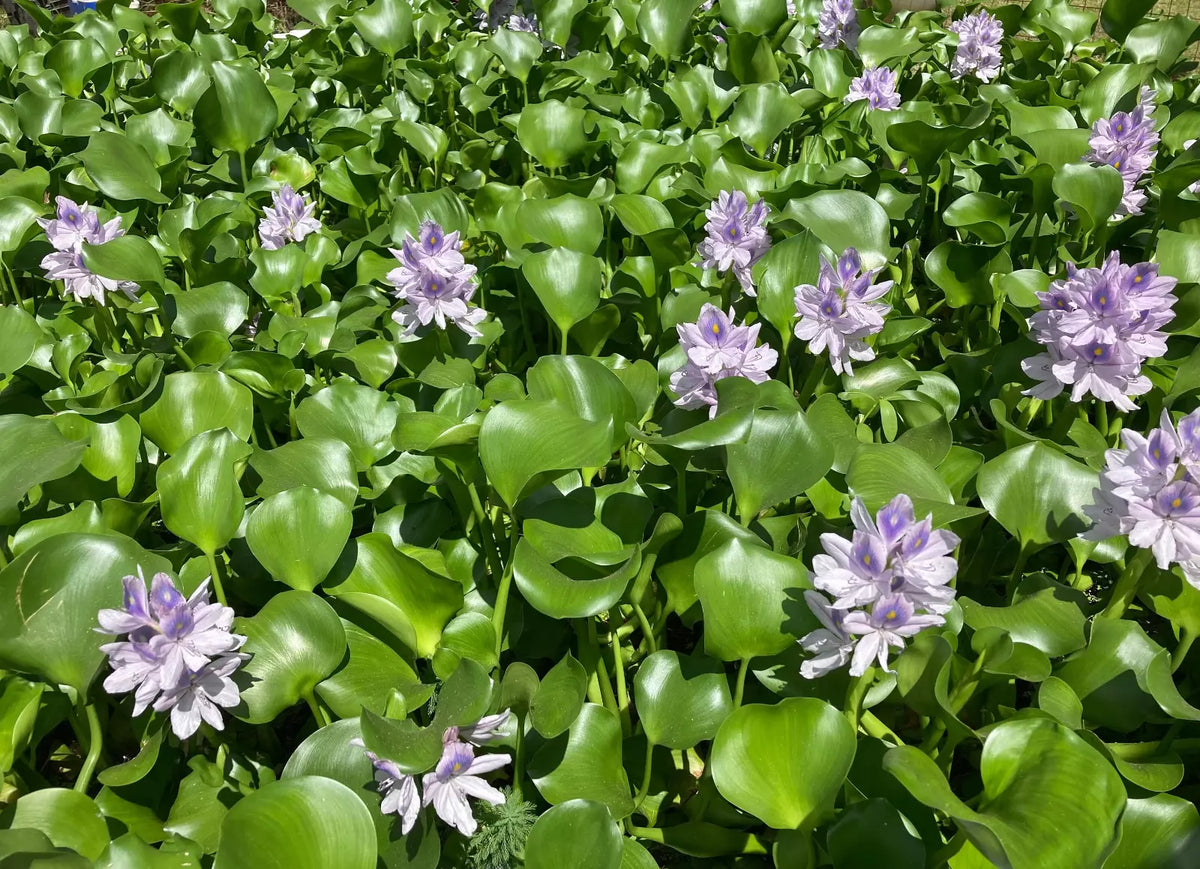 15 Medium Water Hyacinth Plants - Floating Live Aquatic Plants, Eichhornia crassipes, Natural Algaecide for Ponds