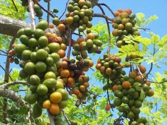 Hog Plum Cuttings 8-10" Jamaican Red Coat Plum Spondias purpurea - Tropical Fruit Plant for Propagation and Gardens