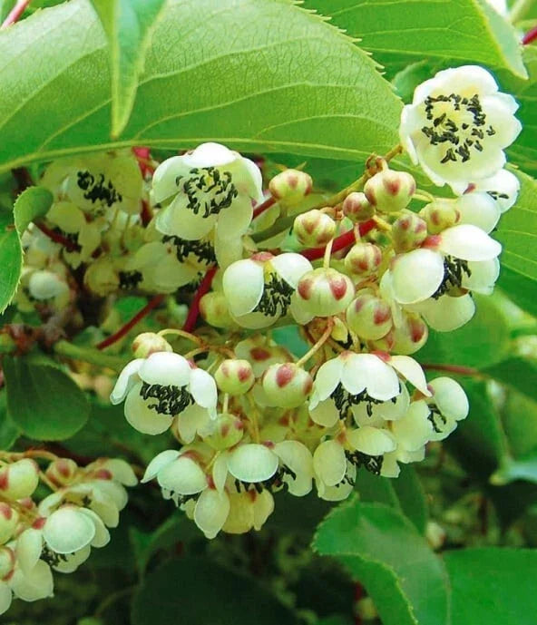 Kiwi Plant Starter - Live Rooted Male Pollinator - Actinidia deliciosa - Hardy Zones 3-9 - Fast-Growing Climbing Vine
