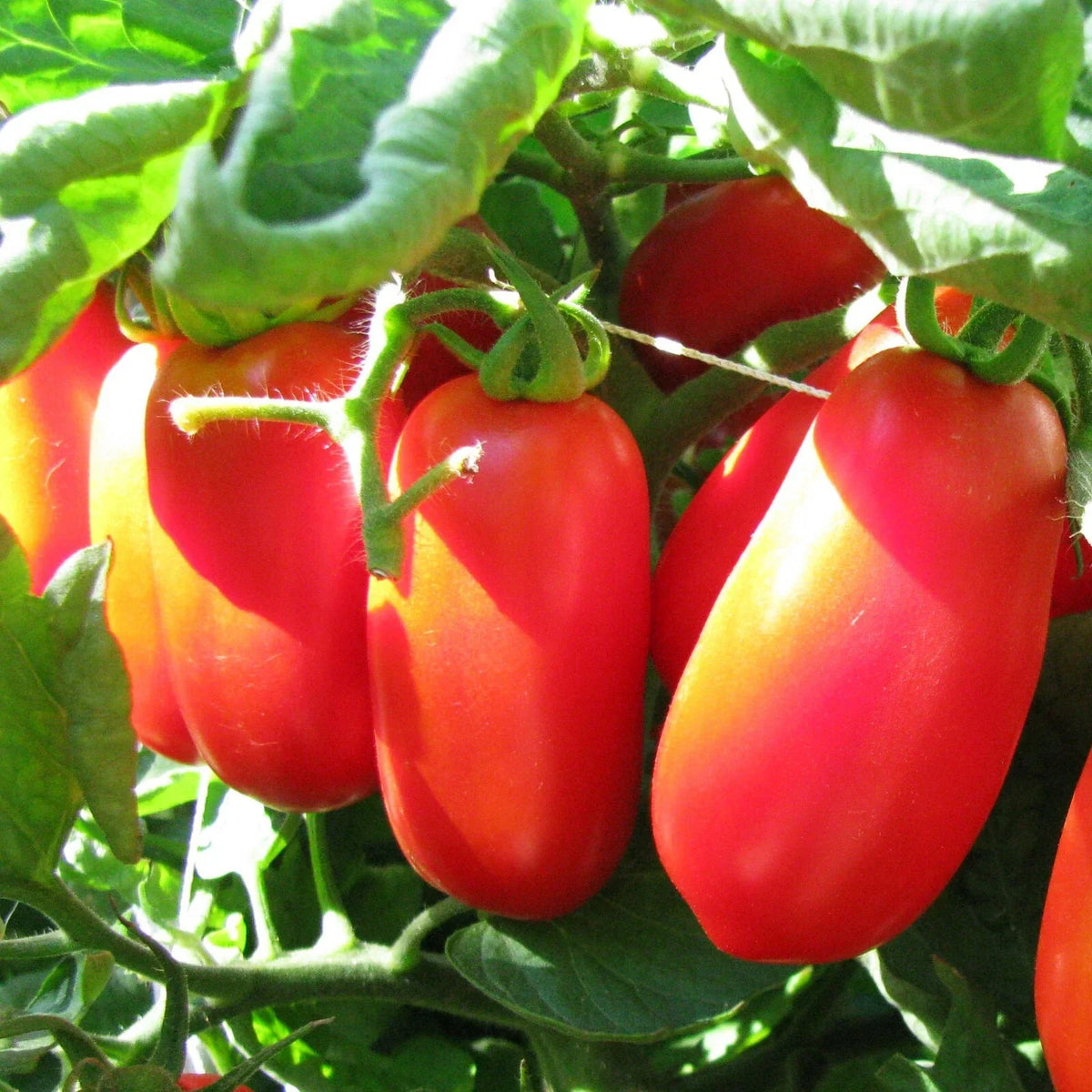 San Marzano Tomato Seeds | Heirloom Italian Roma Plum | Solanum lycopersicum | Non-GMO, High Yield, Perfect for Sauces