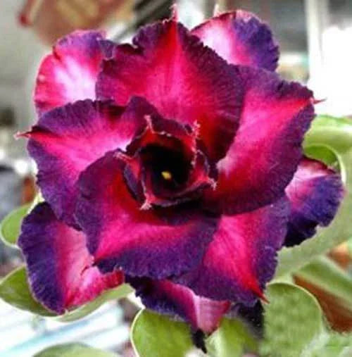 Dark Purple Pink Desert Rose Seeds - 4 Count - Adenium obesum - Perennial Flowering Plant for Garden & Container