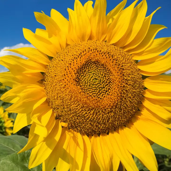 Mammoth Grey Stripe Sunflower Seeds | Pack of 50 | Giant Russian Sunflower | Helianthus annuus | Non-GMO, Easy to Grow