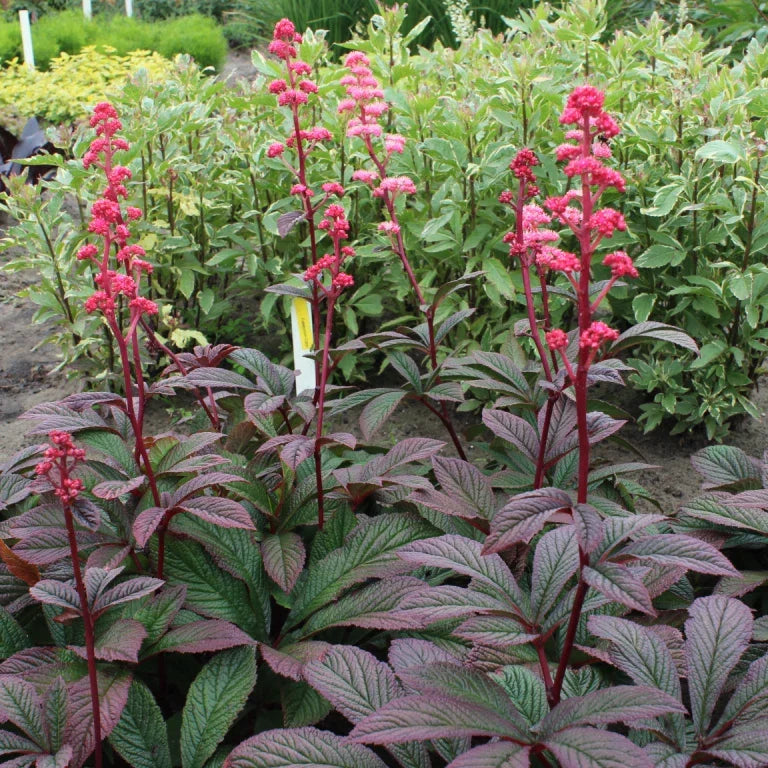 Rodgersia ‘Bronze Peacock’ Live Starter Plant - Hardy Perennial with Bronze Foliage - Rodgersia aesculifolia - Shade Garden Plant