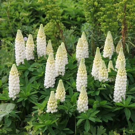 Russell Lupine Seeds - Noble Maiden White - Non-GMO Perennial for Pollinators - 50 Seeds (Lupinus polyphyllus)
