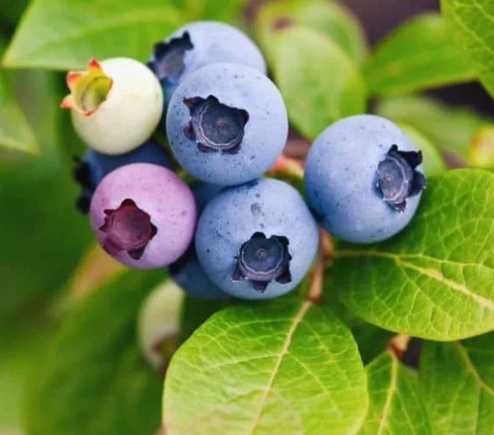 Live Rooted Sunshine Blueberry Plant - Vaccinium corymbosum 'Sunshine Blue' - 4-6 Inches Tall Edible Garden Shrub