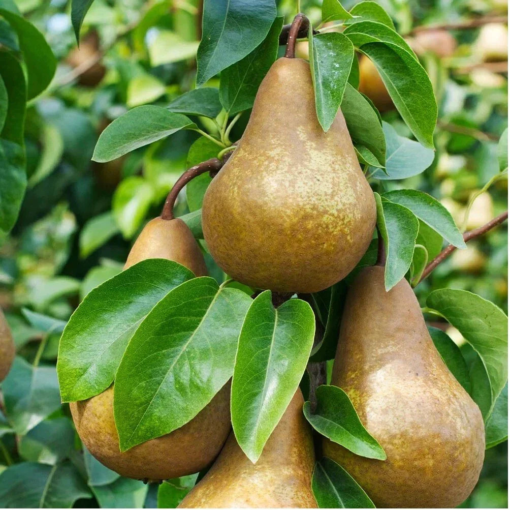 Bosc Pear Seeds - Pack of 10 - Edible Fruit Tree - Pyrus pyrifolia - Native Variety for Home Gardening