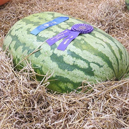 Carolina Cross Watermelon Seeds | Heirloom Non-GMO | Citrullus lanatus | 25 Seeds per Packet