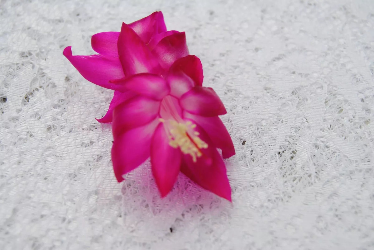 Christmas Cactus Starter Plant - Island Voodoo - Schlumbergera Truncata - Well-Rooted Indoor Succulent