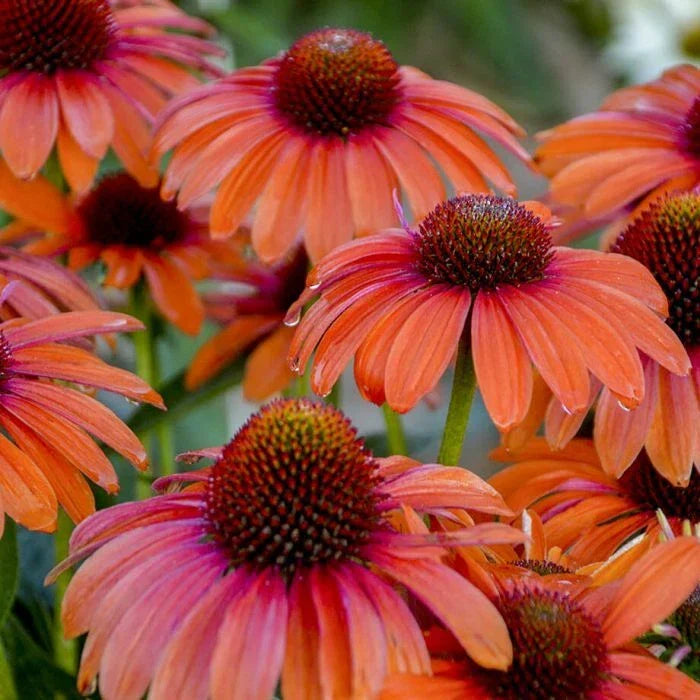 50 Orange Coneflower Seeds - Echinacea purpurea - Perennial Flower Seeds for Garden - Attracts Pollinators - USA Seller