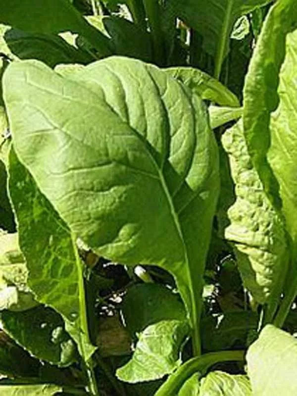 Tendergreen Mustard Seeds 500+ Non-GMO Komatsuna Brassica rapa var. perviridis - Fast-Growing Leafy Greens for Salads & Stir-Fries