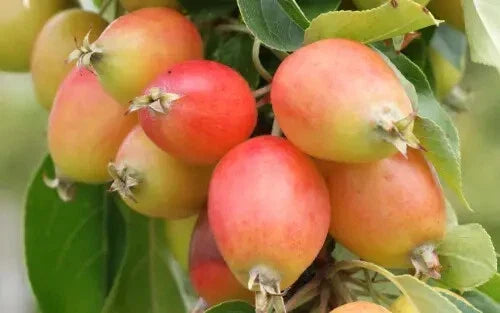 25+ John Downie Crabapple Seeds, Malus domestica, USA Grown, Perfect for Garden Planting, Ornamental Landscaping