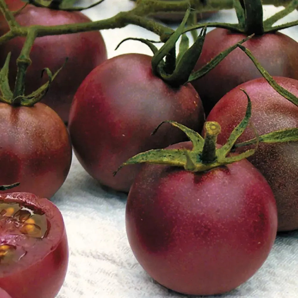 Chocolate Cherry Tomato Seeds - 10+ Organic Heirloom Seeds - Super Sweet Variety - Solanum lycopersicum