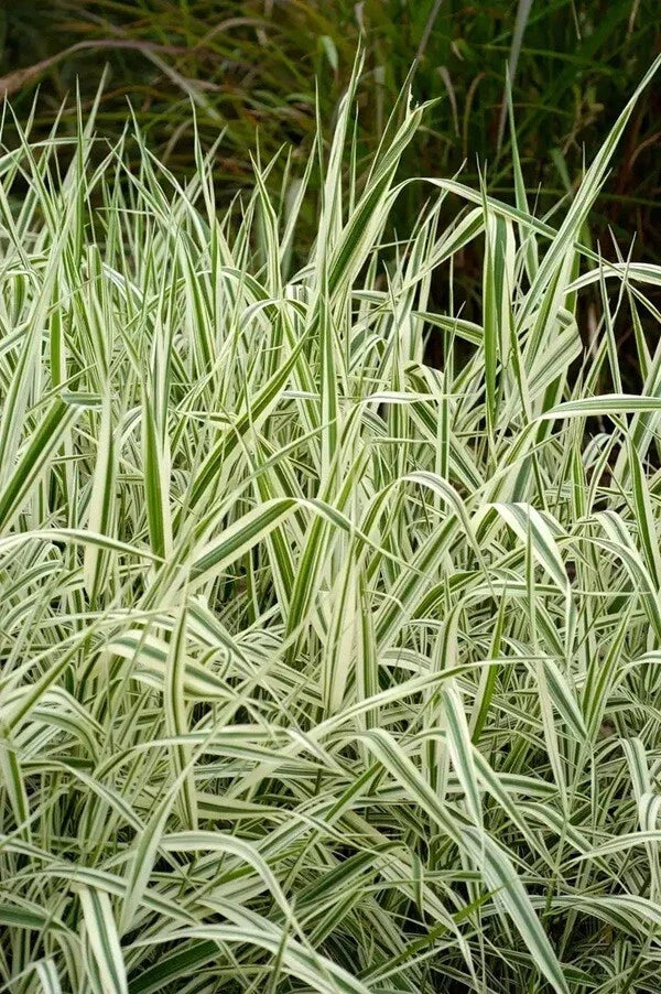 Strawberry & Cream Ribbon Grass - 8 Root Divisions - Phalaris arundinacea - Ornamental Grass for Sun or Shade & Pond