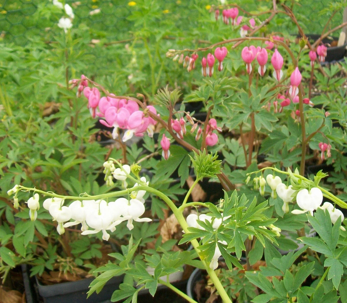 Bleeding Hearts Bareroot Plants - Pink or White - Lamprocapnos spectabilis - Dormant Perennial for Shaded Gardens