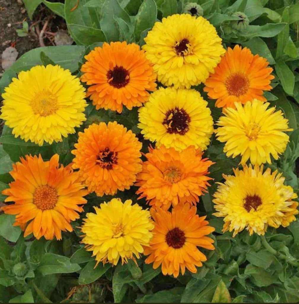 Calendula Seeds - 200 Seeds - Pacific Beauty Mix - Calendula officinalis - Edible Flowers - Attracts Pollinators