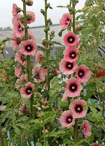 Hollyhock Seeds - 25 Dark Pink Perennial Flower Seeds - Alcea rosea - Easy to Grow, Attracts Pollinators