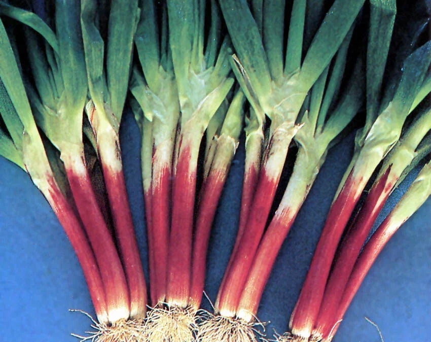 Red Beard Japanese Bunching Onion Seeds | Rare Violet Stalk Scallion | Allium fistulosum | Non-GMO, High Yield