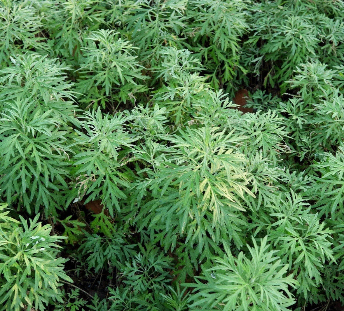 Sweet Wormwood Herb Seeds - 1000+ Seeds - Artemisia annua - Sweet Annie Sagewort - Non-GMO, Easy to Grow