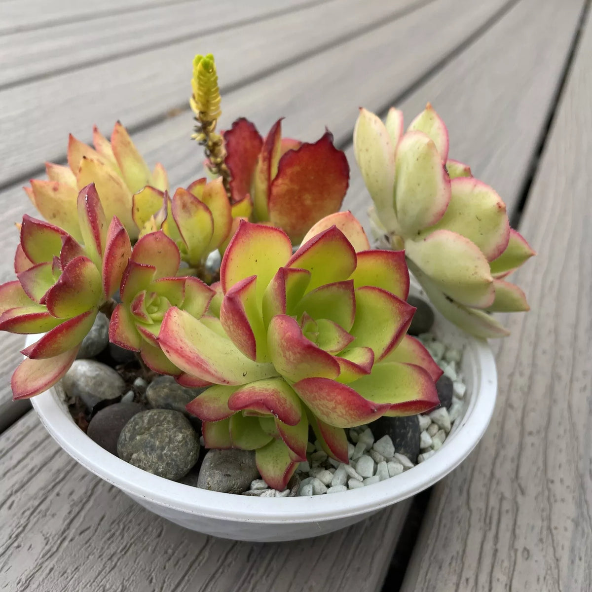 Mini Garden Succulents Set - Red, Pink, Green Varieties - Rooted Plants for DIY Terrariums - Echeveria, Sedum, etc.