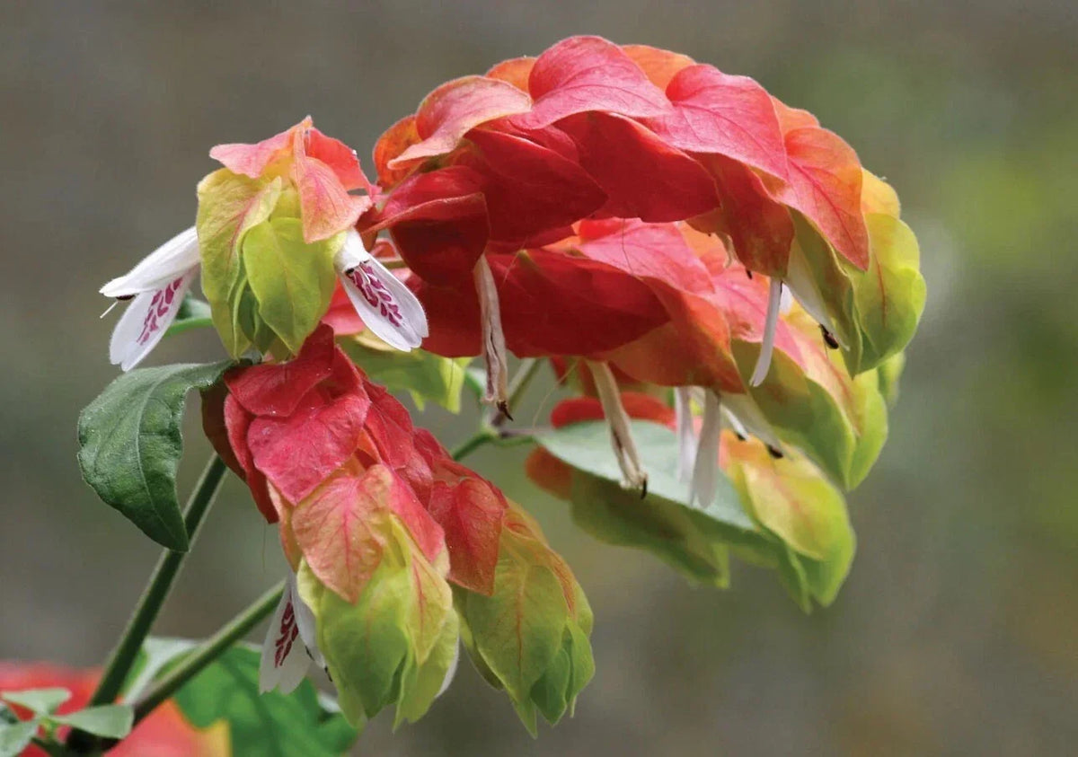Live Red Shrimp Plant 4-6" Tropical Evergreen Justicia brandegeeana Hummingbird Attraction Ornamental Garden