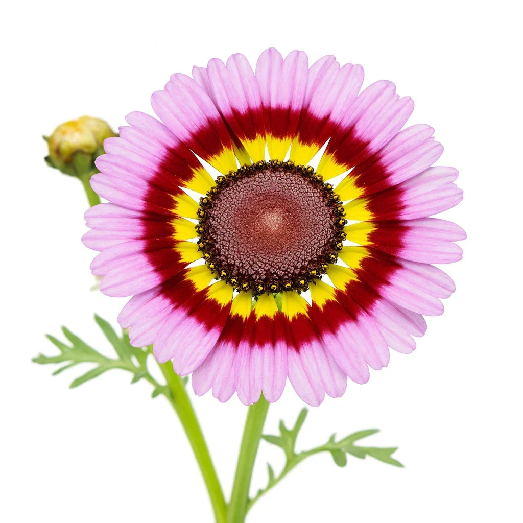 Painted Daisy Seeds - 2000+ Count Tricolor Autumn Mix - Large Flowers - Chrysanthemum carinatum - Easy to Grow Flowering Plants