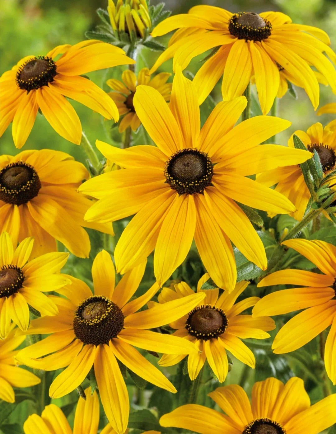Rudbeckia Black Eyed Susan Bare Root Starter Plants - 15 Pack - Perennial Flower - Rudbeckia hirta for Gardens and Landscaping
