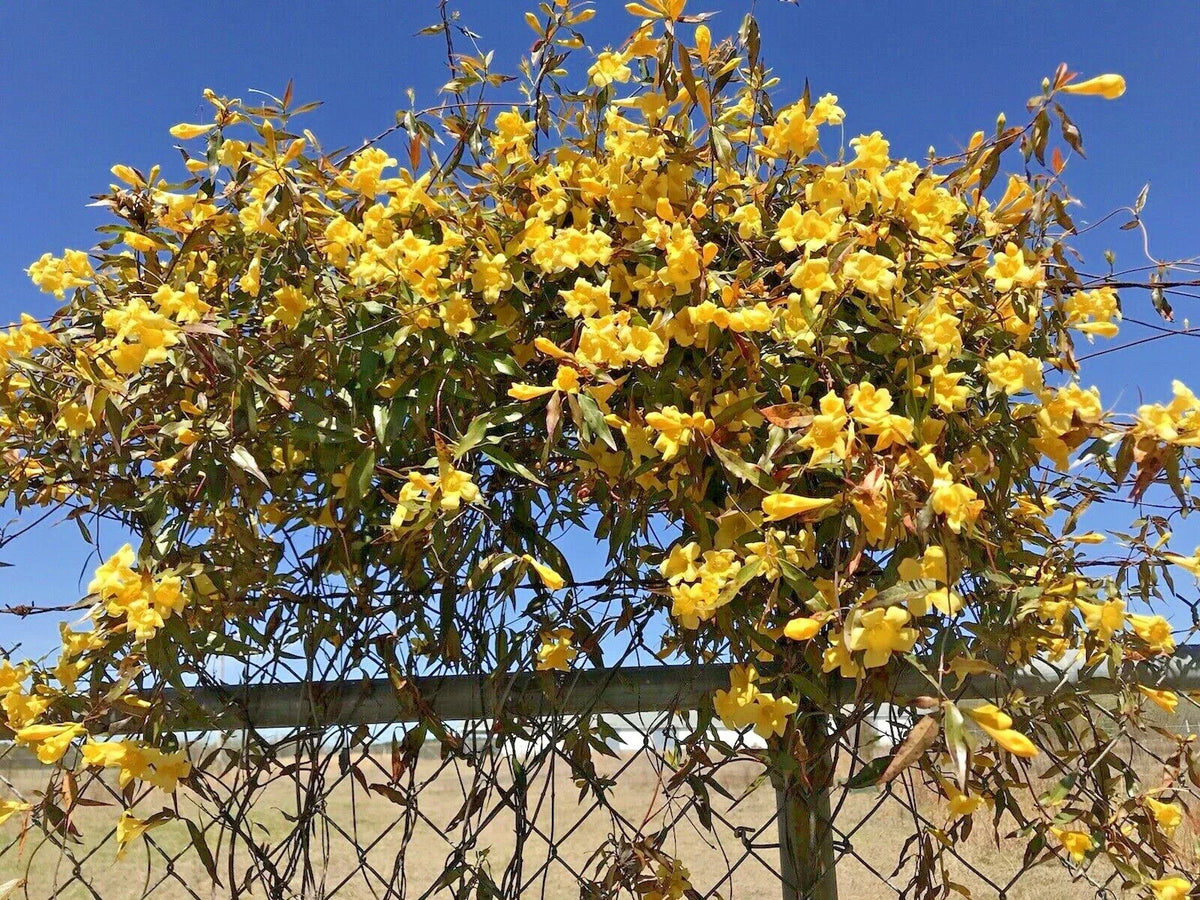 Carolina Jasmine Starter Plants, 7 Bare Root Yellow Hummingbird Vines, Gelsemium sempervirens, Climbing Garden Flowers