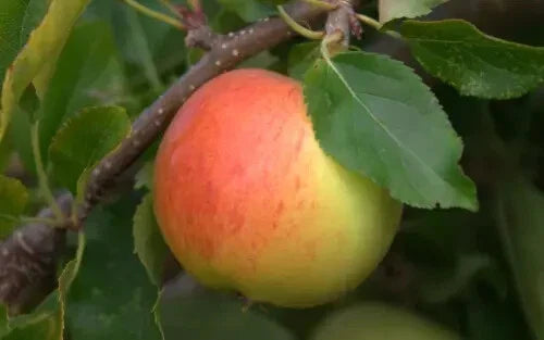 Gala Apple Seeds - 25+ Pack - Heirloom Variety for Garden Planting - Malus domestica - USA Grown Non-GMO