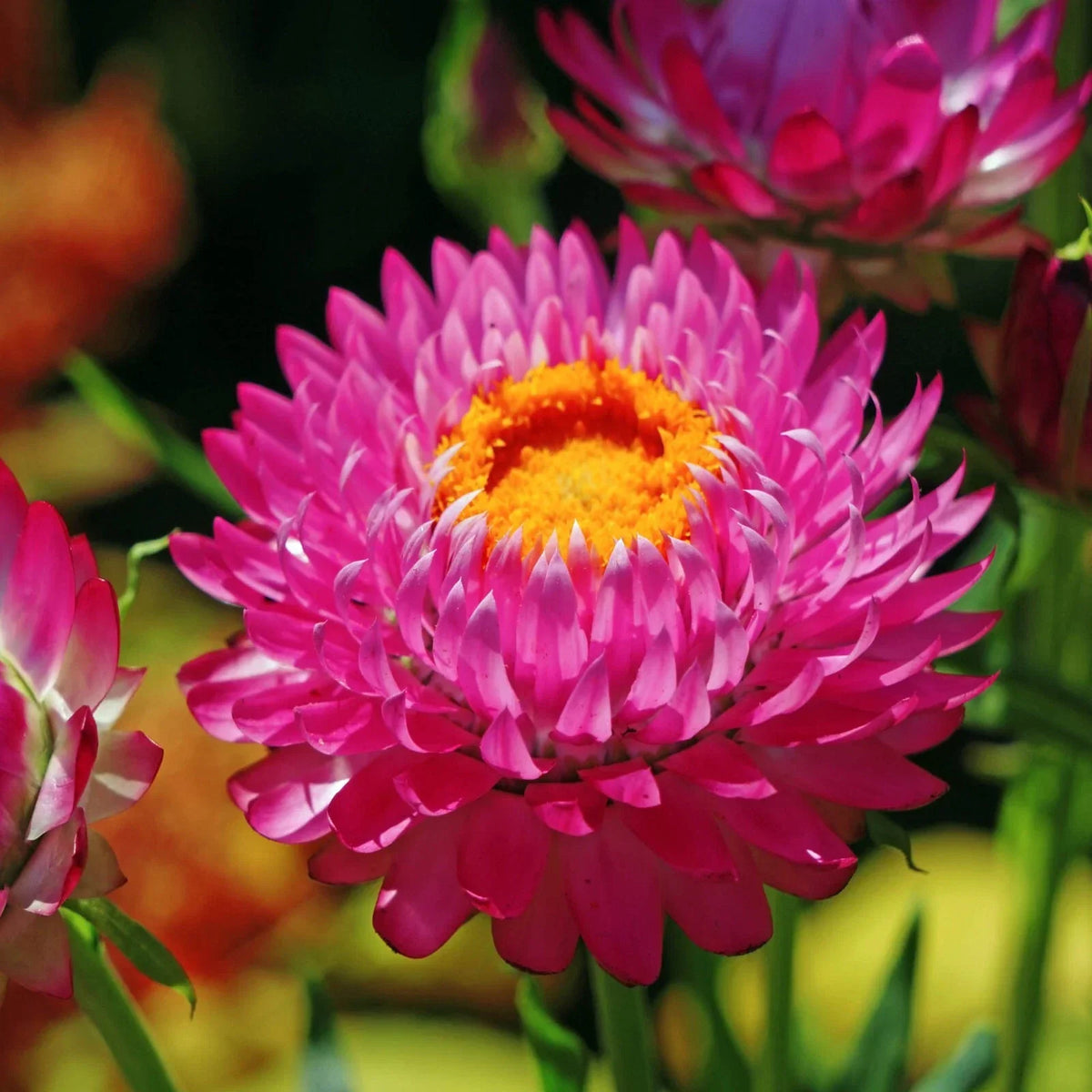 Purple Red Strawflower Seeds | Non-GMO Heirloom | Helichrysum bracteatum | 100 Seeds for Colorful Gardens and Bouquets