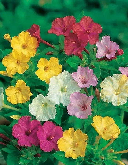 35 Seeds Mixed Four O'Clocks - Colorful Flowering Plants - Mirabilis jalapa - Easy to Grow for Garden & Pollinators
