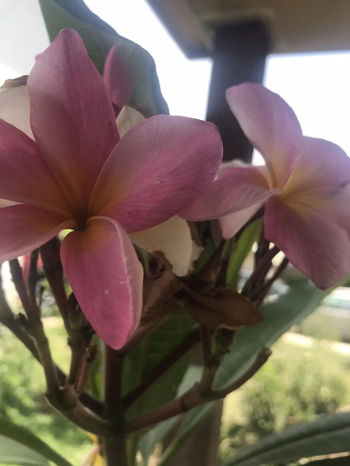 Fireblast Plumeria Plant Seedling - 2.5 Inch Pot - Multicolor Blooms - Plumeria rubra