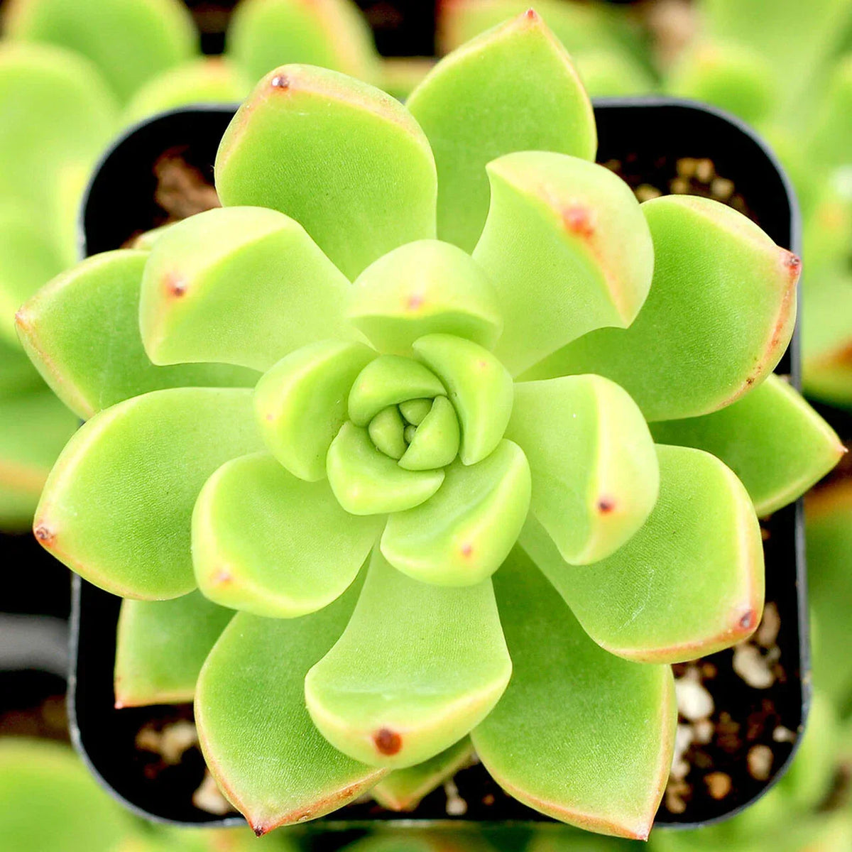 Sedum Adolphii "Lime Gold" - 2" Diameter Succulent Plants for Indoor/Outdoor, Easy Care, Drought-Tolerant, Vibrant Foliage