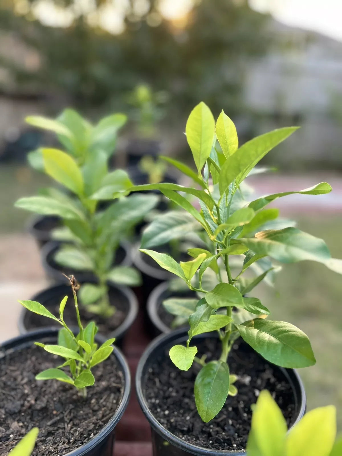 Live Lemon Tree Plant - 5 Gallon Pot - Indoor/Outdoor Citrus Variety - Citrus limon - Low Maintenance, Fragrant Foliage