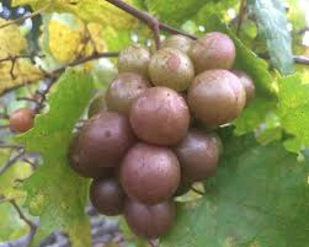 Muscadine Grape Plant 3-Pack Live Vitis Rotundifolia Carlos Bronze Grapes Self-Fertile Cold Tolerant Edible Vine