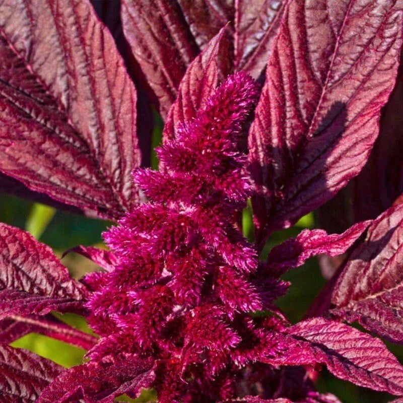 Amaranth Seeds - 250+ Red Garnet Non-GMO Heirloom - Amaranthus cruentus - USA Grown