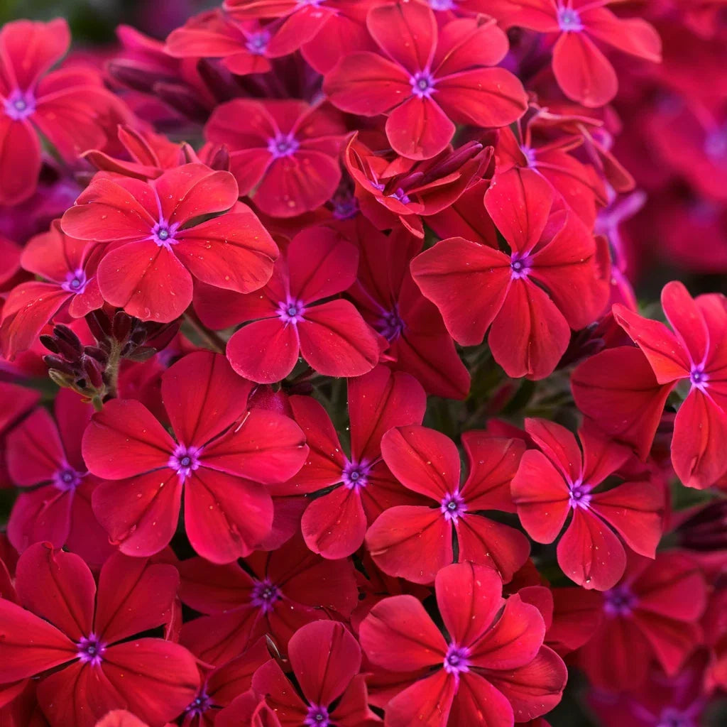 Red Hot Phlox Seeds - 50 Pack - Perennial Flower for Bees & Butterflies - Phlox paniculata - US Seller