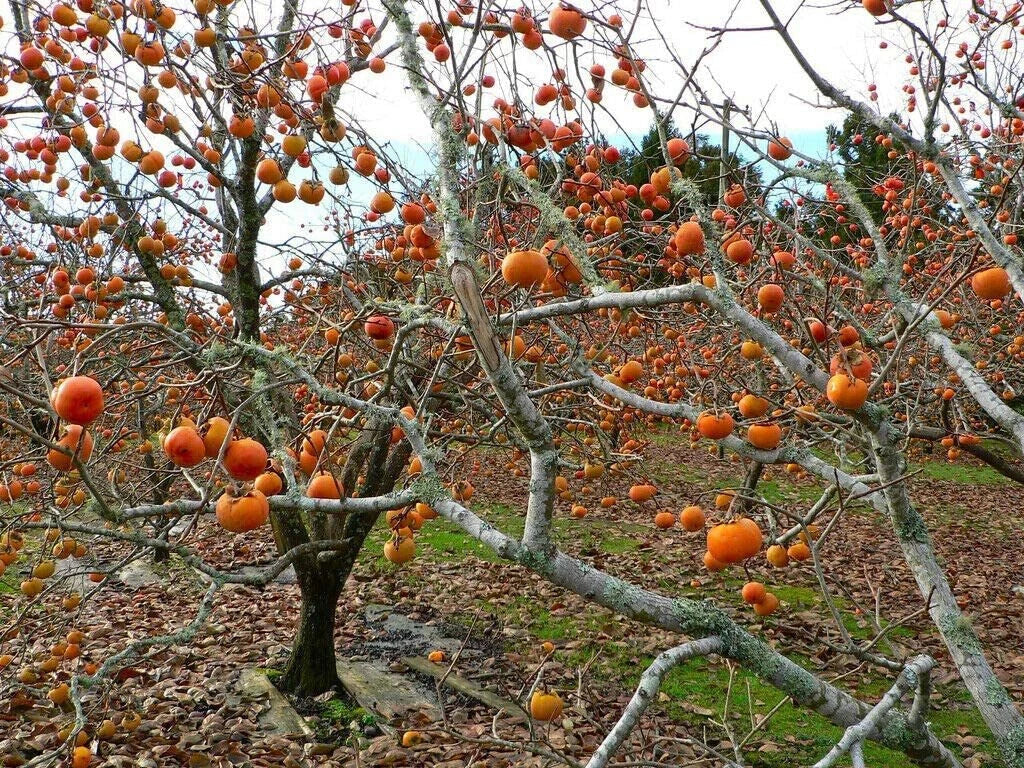 American Common Persimmon Tree Starter Plant - Well Rooted - Diospyros virginiana - Edible Fruit Tree for Home Garden