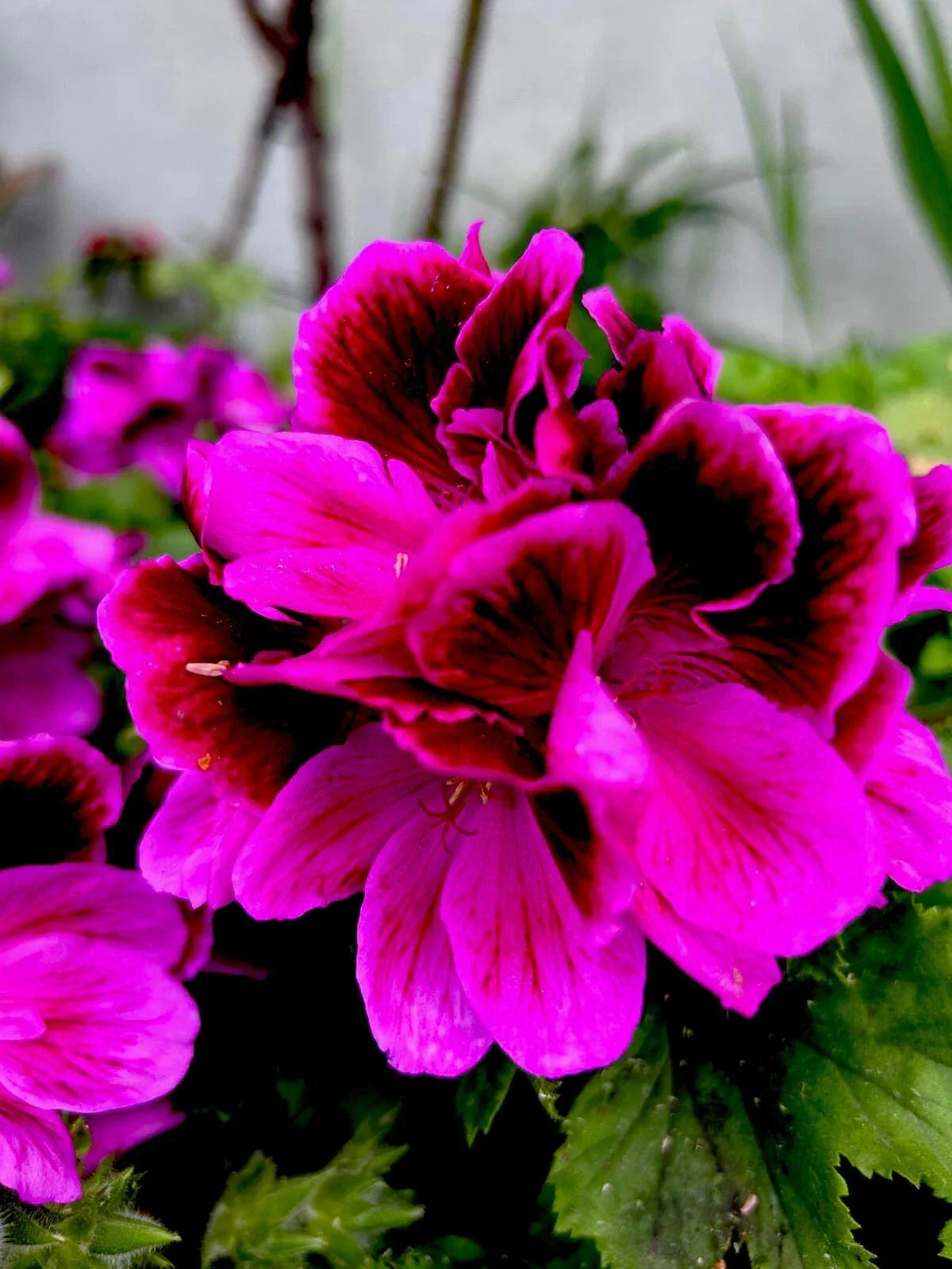 Live Plant 12" Lavender Pink Dark Maroon - Indoor Houseplant - Compact Decorative Foliage - (Scientific Name)