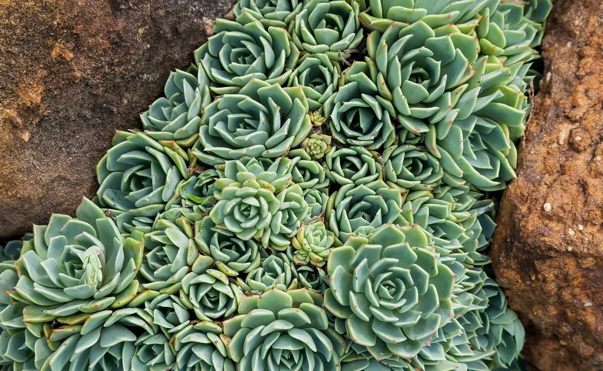 Hen's and Baby's Succulent Seeds (200 Seeds) - Echeveria spp. - Hardy Varieties for Container Gardening and Rock Gardens