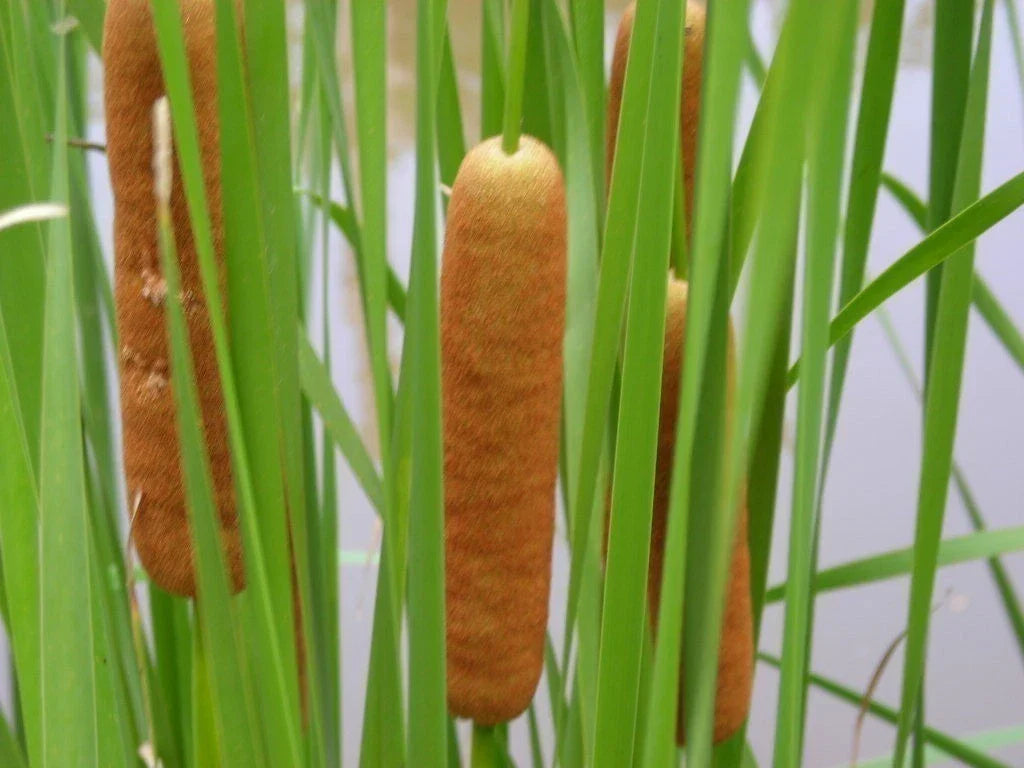 Live Cold Hardy Dwarf Cattail Plant - Aquatic Marginal Pond Plant - Typha minima - Perfect for Water Gardens & Wildlife Habitat