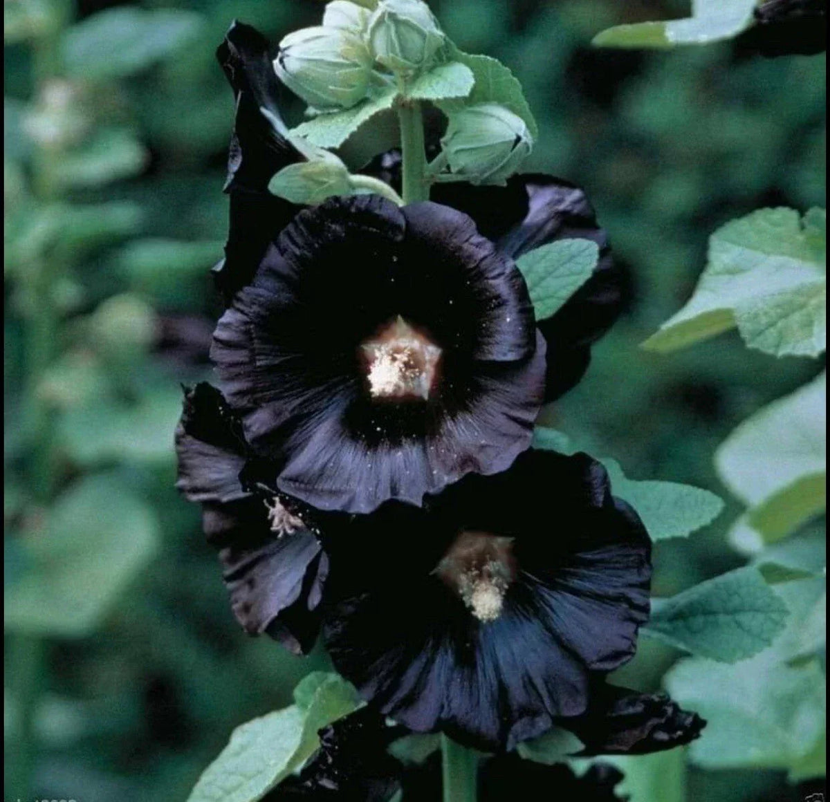 Black Hollyhock Flower Seeds - 25+ Seeds - Alcea rosea - Perennial Blooms for Cottage Gardens and Borders
