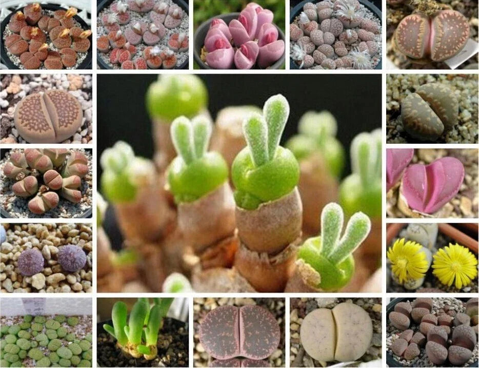 Mixed Succulent Seeds Pack - 100 Seeds - Colorful Varieties for Indoor/Outdoor Planting - Echeveria, Sedum, Crassula