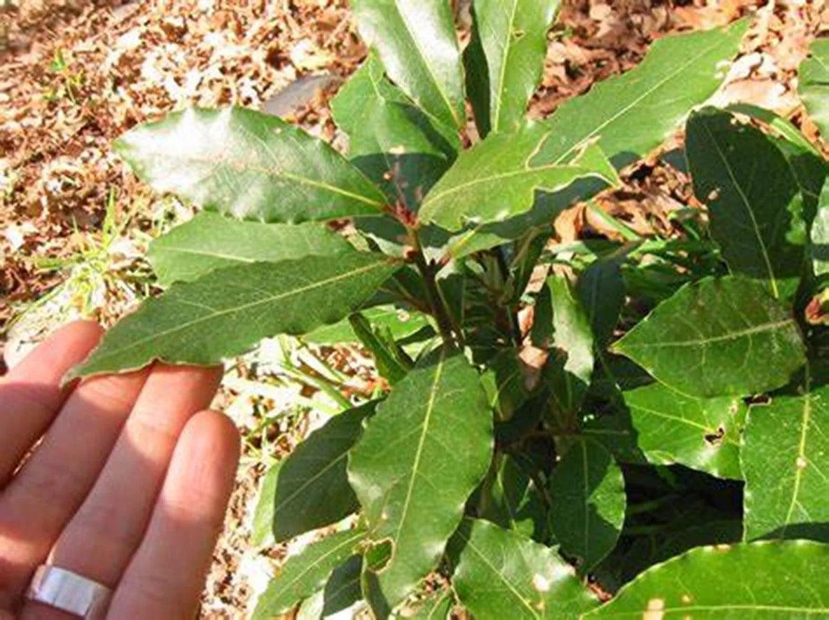 Sweet Bay Laurel Tree Seeds - 7 Pre-Stratified Seeds - Laurus nobilis - Culinary Herb Garden Starter - 2024 Harvest