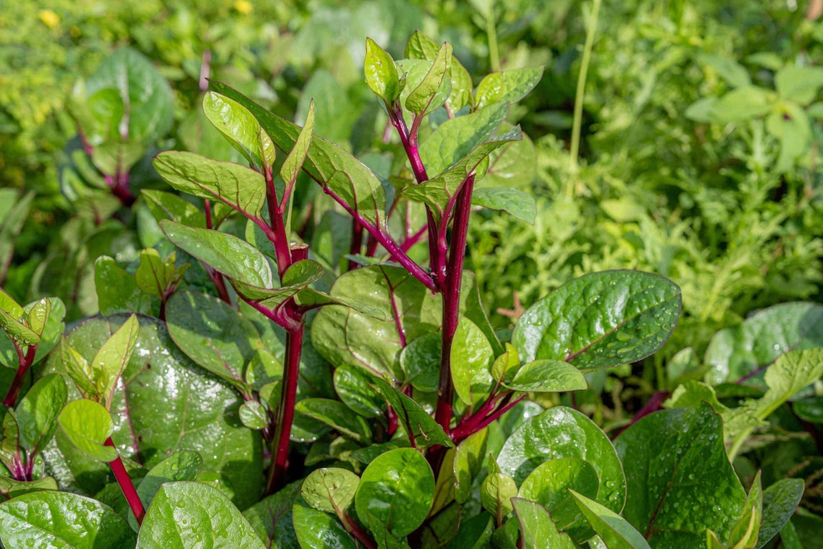 Non-GMO Red Stem Malabar Spinach Seeds, Basella alba "rubra", Climbing Vegetable for Organic Gardening, 50 Seeds Pack