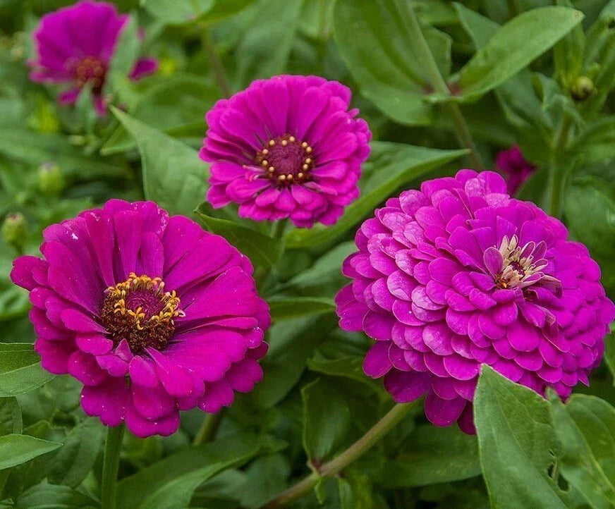 Purple Prince Zinnia Flower Seeds - 100+ Vibrant Purple, Pollinator Friendly, Zinnia elegans