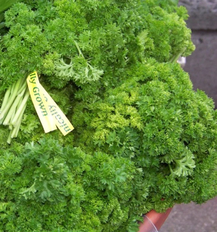 Curled Parsley Seeds - 105 Count - Curly Parsley Herb - Petroselinum crispum - Non-GMO - GroCo USA