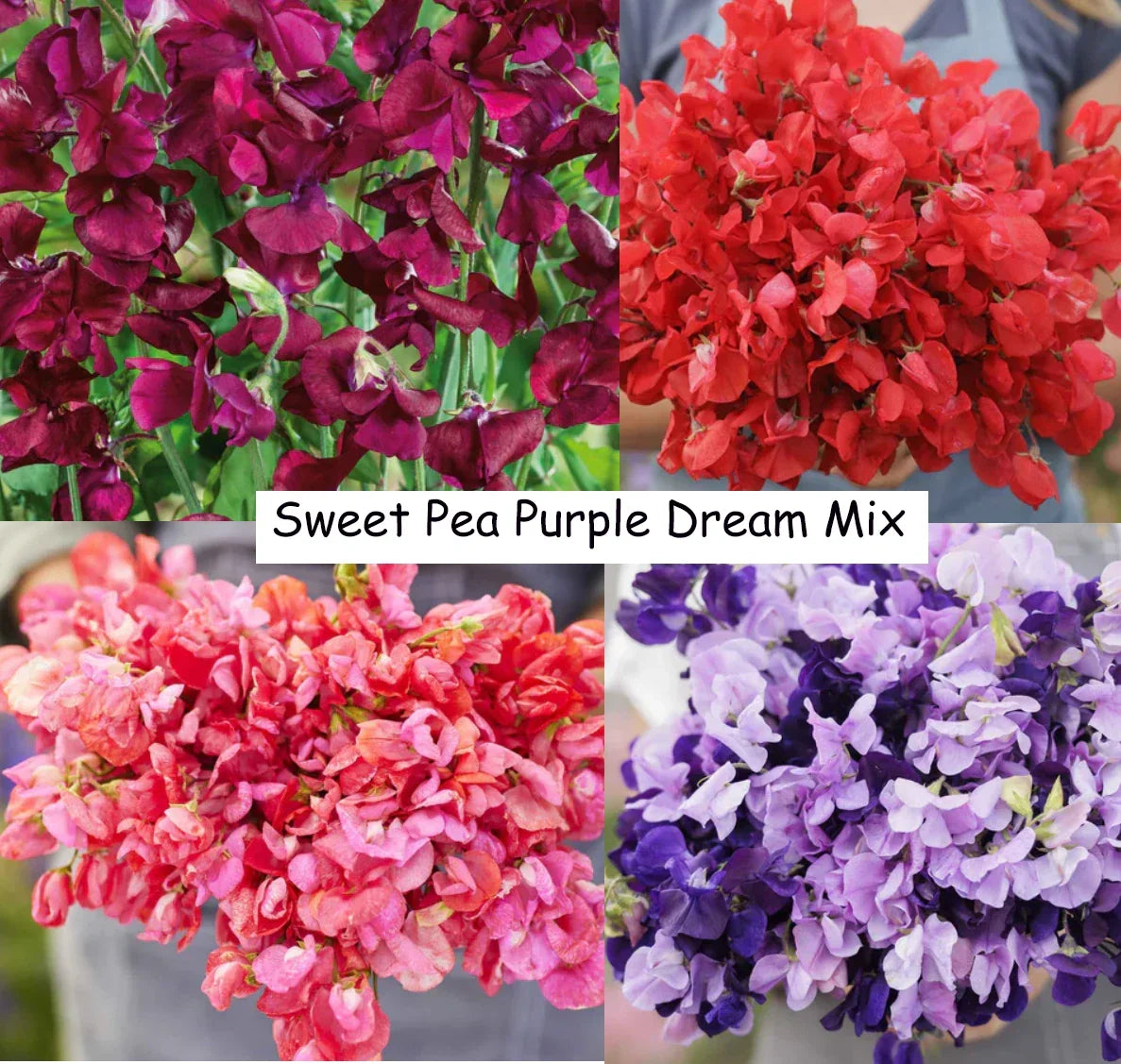 Sweet Pea Seeds - 15 Non-GMO Purple Dream Mix - Fragrant Climbing Vine - Lathyrus odoratus - Ideal for Trellises and Containers