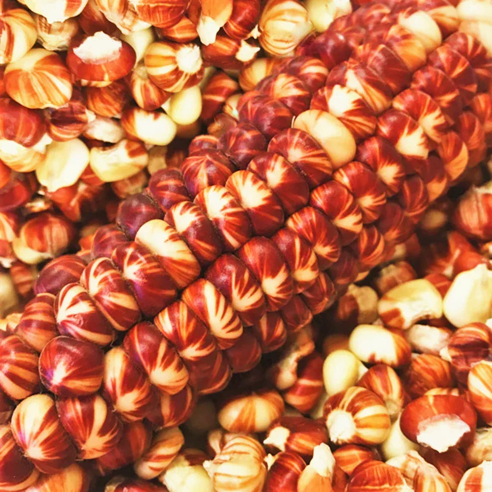 Ornamental Corn Seeds Packet | Starburst Manna Magic Red | Zea mays | Non-GMO Heirloom Variety for Gardens
