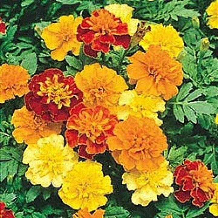 500+ Dwarf French Marigold Seeds - Sparky Mix, Pollinator-Friendly, Tagetes patula, Ideal for Garden Containers