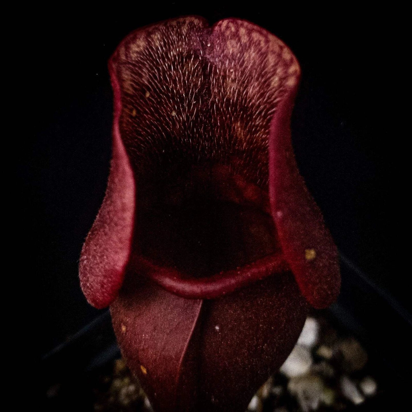 Sarracenia Purpurea Venosa Red Pitcher Plant - Carnivorous Plant with Red Veins - Potted Purple Pitcher Plant
